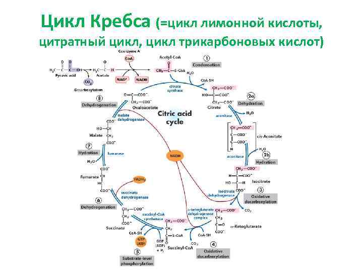 Цитратный цикл