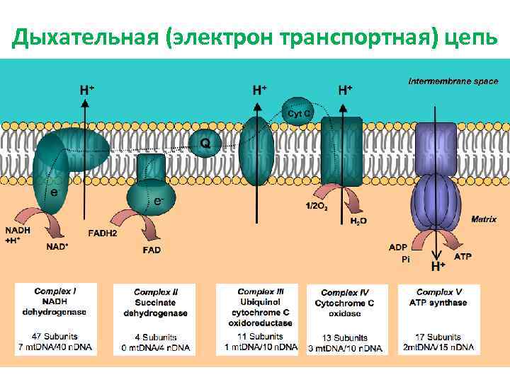 Дыхательная (электрон транспортная) цепь 