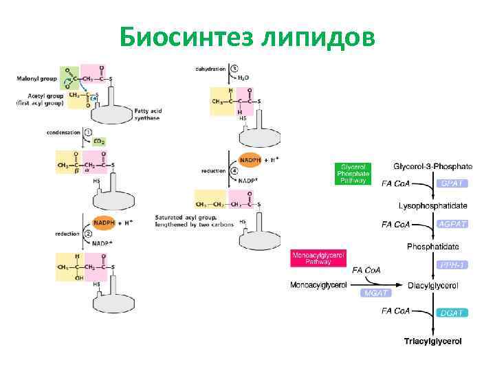 Синтез липидов