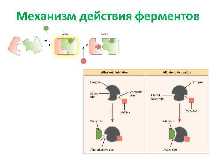 Действие ферментов