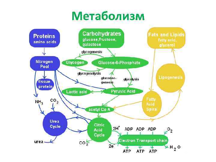 Карта метаболизма человека