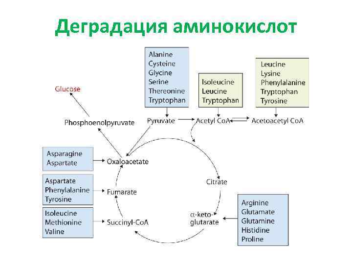 Деградация аминокислот 
