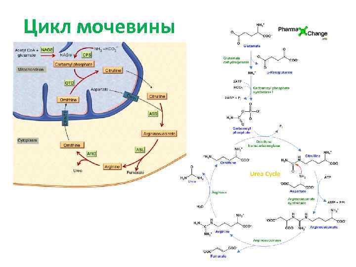 Нарушение орнитинового цикла. Орнитиновый цикл биохимия. Орнитиновый цикл синтеза мочевины. Цикл Кребса мочевины.