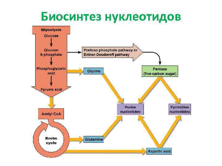 Биосинтез нуклеотидов 