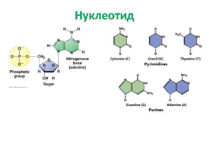 Днк гуанин. Нуклеотиды РНК Тимин гуанин цитозин урацил.