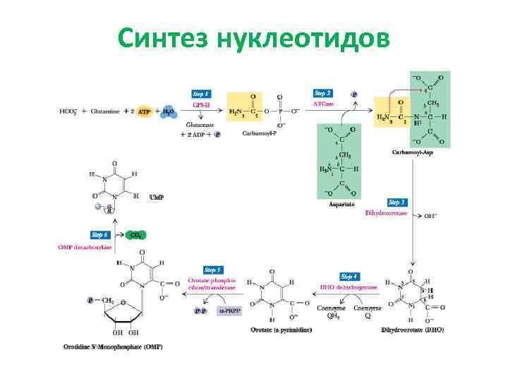 Синтез нуклеотидов 