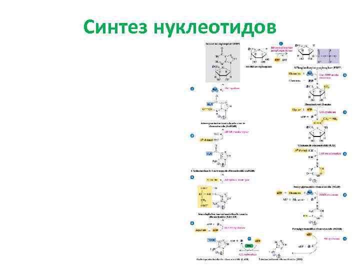 Синтез нуклеотидов 