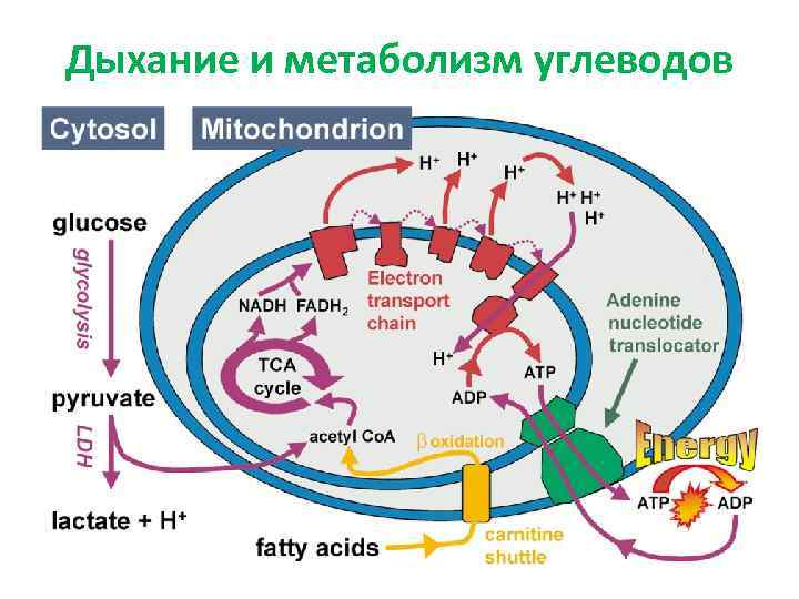 Дыхание и метаболизм углеводов 