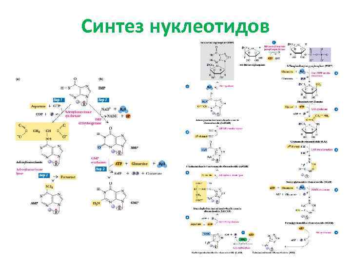 Синтез нуклеотидов 