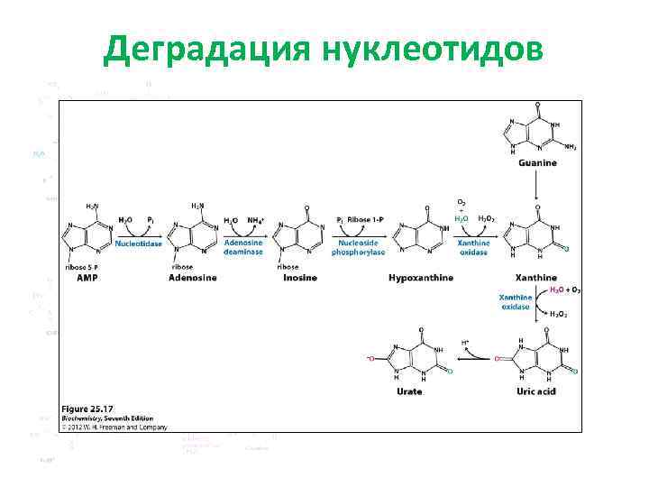 Деградация нуклеотидов 