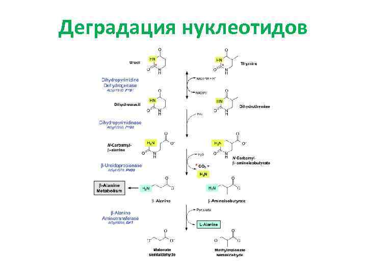 Деградация нуклеотидов 