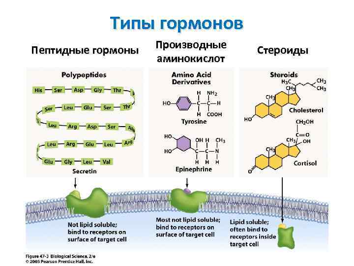 Типы гормонов Пептидные гормоны Производные аминокислот Стероиды 