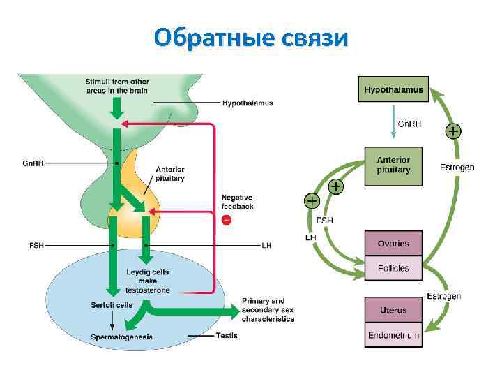 Обратные связи 