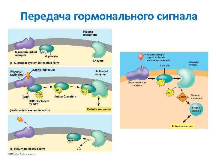 Передача гормонального сигнала 