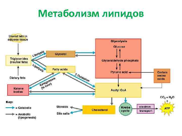 Метаболизм липидов 