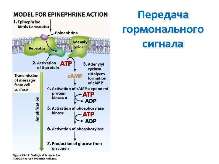 Передача гормонального сигнала 
