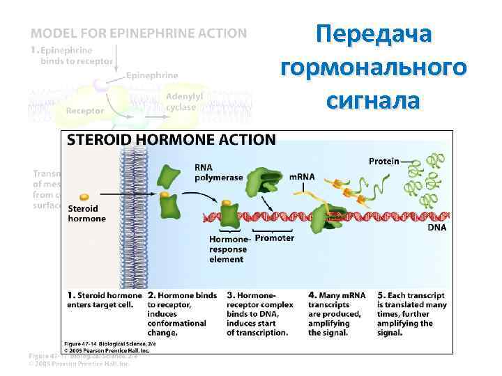 Передача гормонального сигнала 