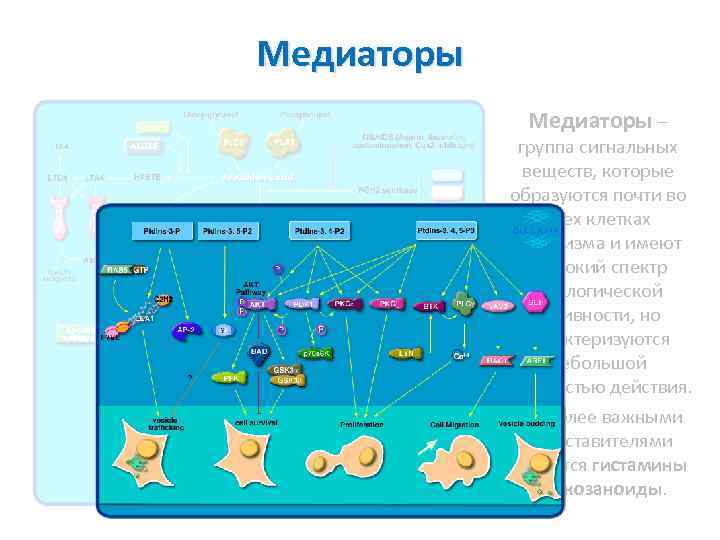 Медиаторы – группа сигнальных веществ, которые образуются почти во всех клетках организма и имеют