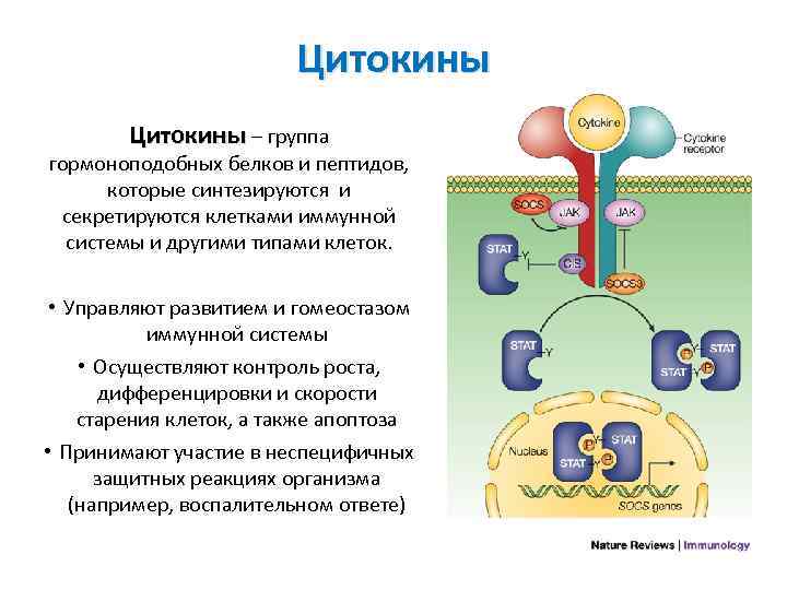 В организмах происходит обмен веществ дыхание. Синтез цитокинов. Цитокины синтезируются. Цитокины в организме человека. Роль цитокинов в иммунном ответе.