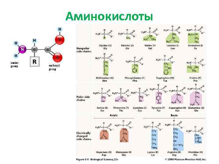 Аминокислоты 