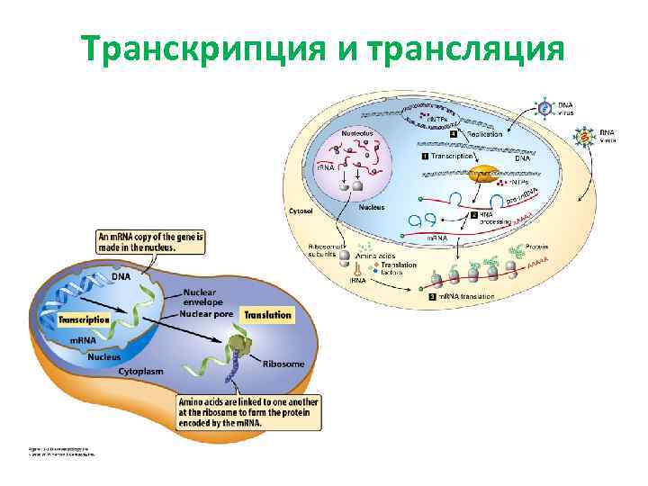 Транскрипция и трансляция