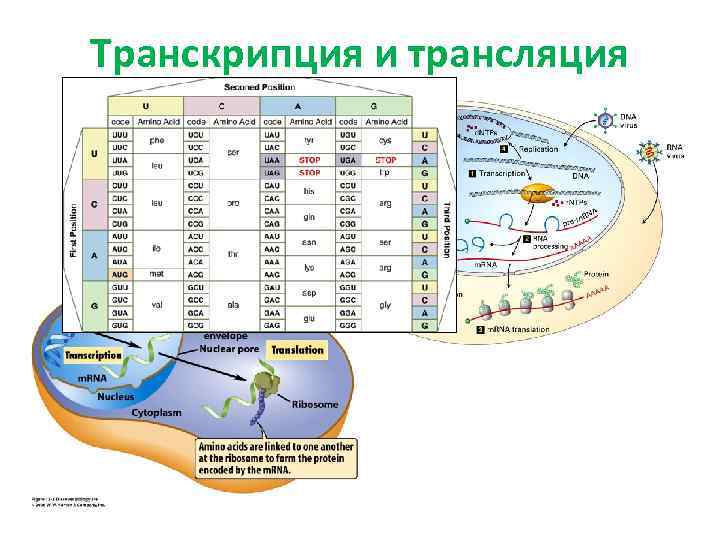 Транскрипция и трансляция 