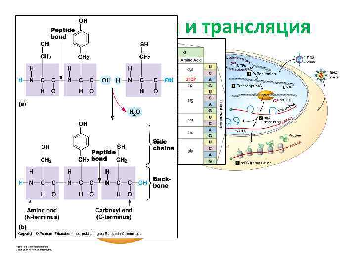 Транскрипция и трансляция 