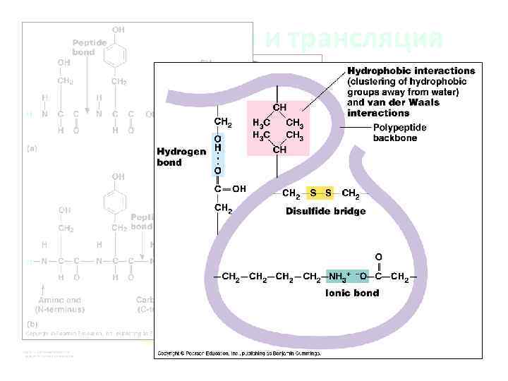 Транскрипция и трансляция 