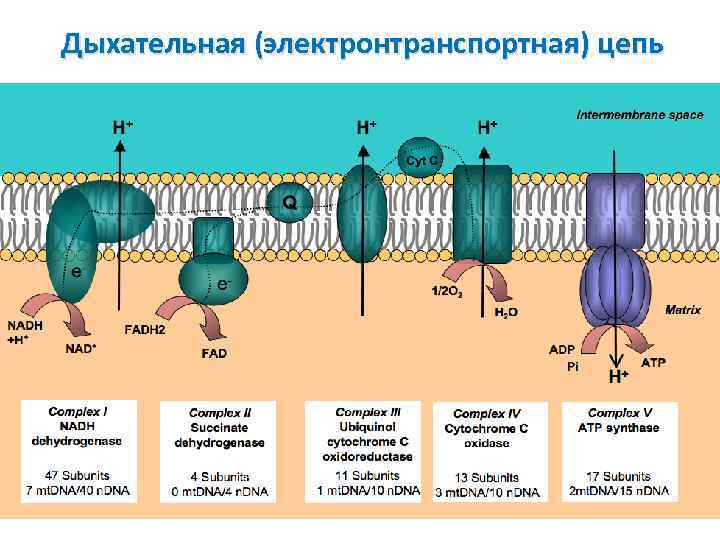 Дыхательная (электронтранспортная) цепь 