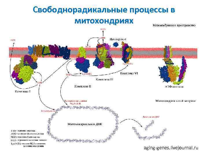 Свободнорадикальные процессы в митохондриях aging-genes. livejournal. ru 