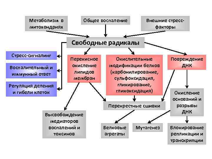 Общее воспаление Метаболизм в митохондриях Внешние стрессфакторы Свободные радикалы Стресс-сигналинг Воспалительный и иммунный ответ
