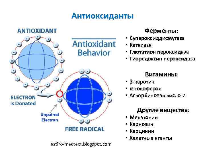 Антиоксидантные ферменты