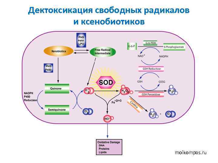 Дектоксикация свободных радикалов и ксенобиотиков moikompas. ru 