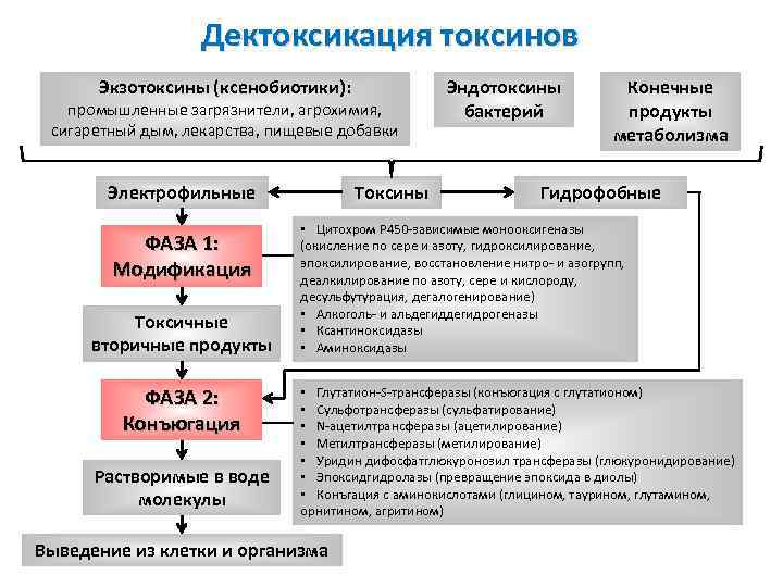 Схема получения экзотоксина и анатоксина