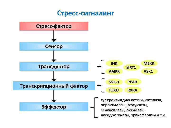 Стресс-сигналинг Стресс-фактор Сенсор Трансдуктор Транскрипционный фактор Эффектор JNK AMPK SIRT 1 SNK-1 ASK 1