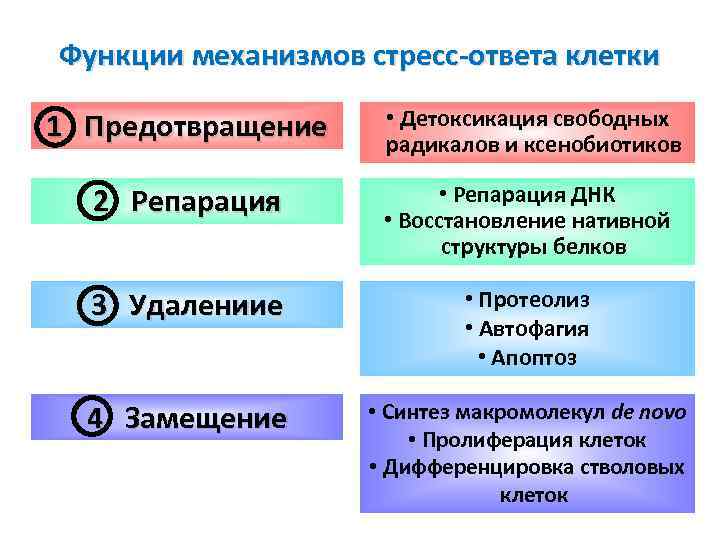 Функции механизмов стресс-ответа клетки 1 Предотвращение • Детоксикация свободных радикалов и ксенобиотиков 2 Репарация