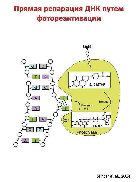 Прямая репарация ДНК путем фотореактивации Sancar et al. , 2004 