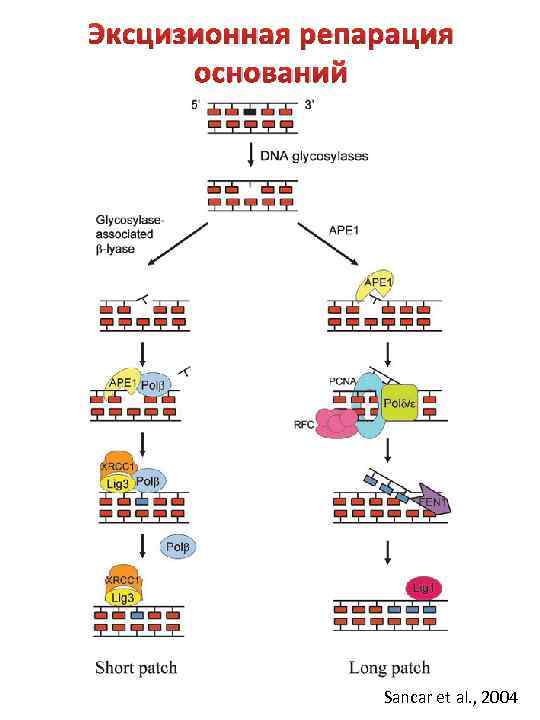 Эксцизионная репарация оснований Sancar et al. , 2004 
