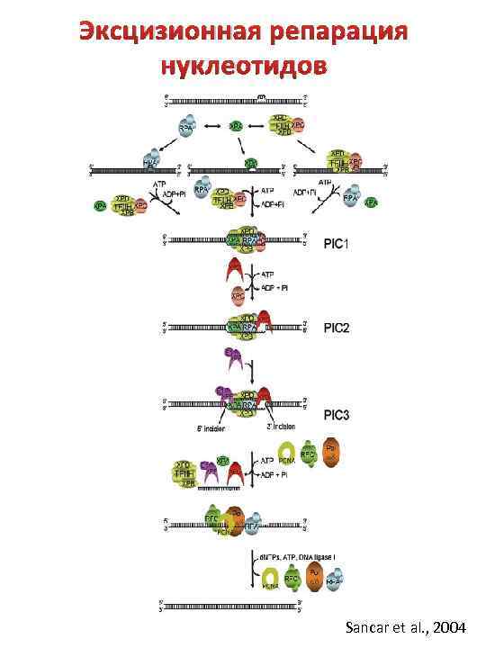 Эксцизионная репарация нуклеотидов Sancar et al. , 2004 