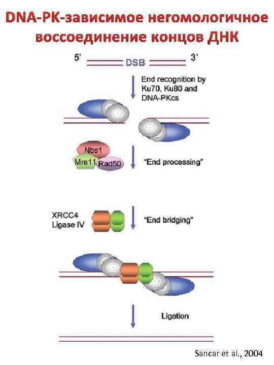 DNA-PK-зависимое негомологичное воссоединение концов ДНК Sancar et al. , 2004 