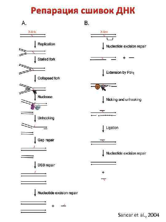 Репарация сшивок ДНК Sancar et al. , 2004 