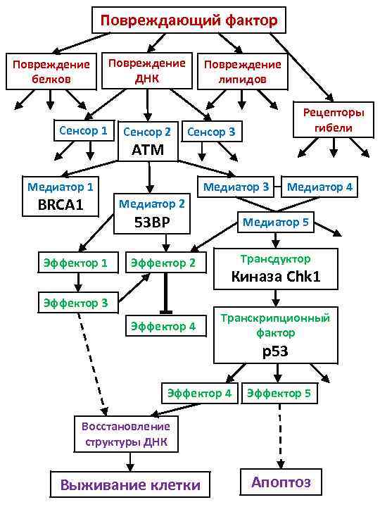 Повреждающий фактор Повреждение белков Сенсор 1 Повреждение ДНК Сенсор 2 Повреждение липидов Рецепторы гибели
