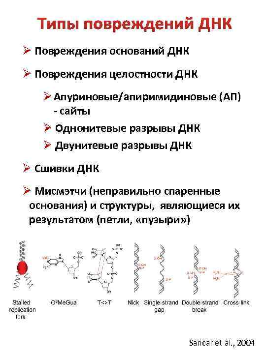 Типы повреждений ДНК Ø Повреждения оснований ДНК Ø Повреждения целостности ДНК Ø Апуриновые/апиримидиновые (АП)
