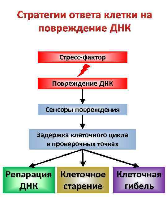 Стратегии ответа клетки на повреждение ДНК Стресс-фактор Повреждение ДНК Сенсоры повреждения Задержка клеточного цикла