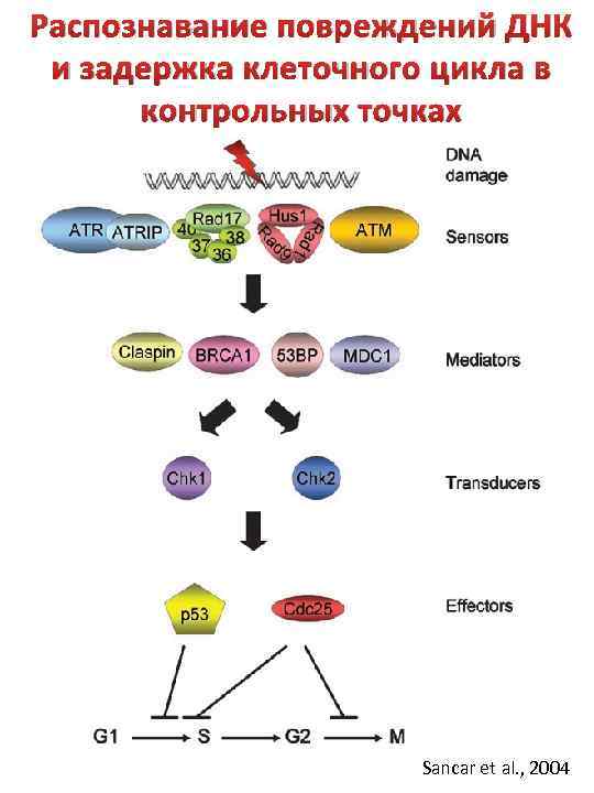 Распознавание повреждений ДНК и задержка клеточного цикла в контрольных точках Sancar et al. ,