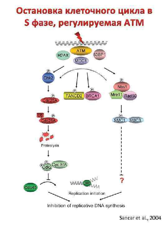 Остановка клеточного цикла в S фазе, регулируемая ATM Sancar et al. , 2004 
