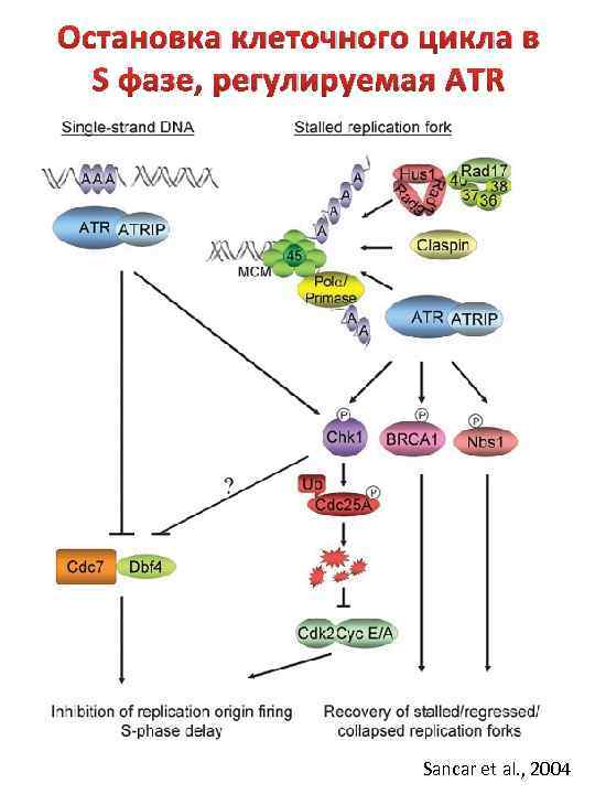 Остановка клеточного цикла в S фазе, регулируемая ATR Sancar et al. , 2004 