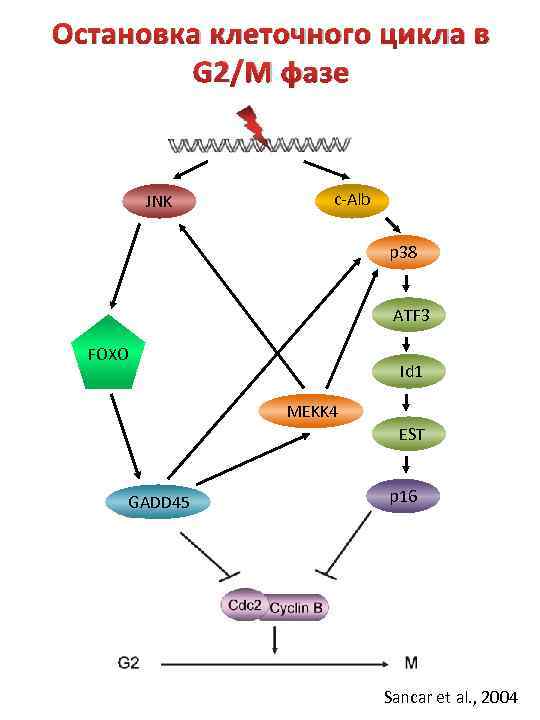 Остановка клеточного цикла в G 2/M фазе JNK c-Alb p 38 ATF 3 FOXO