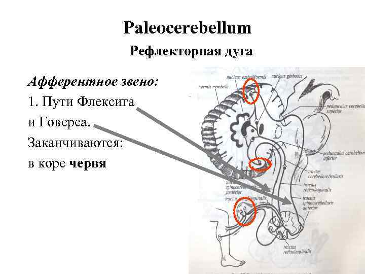 Paleocerebellum Рефлекторная дуга Афферентное звено: 1. Пути Флексига и Говерса. Заканчиваются: в коре червя