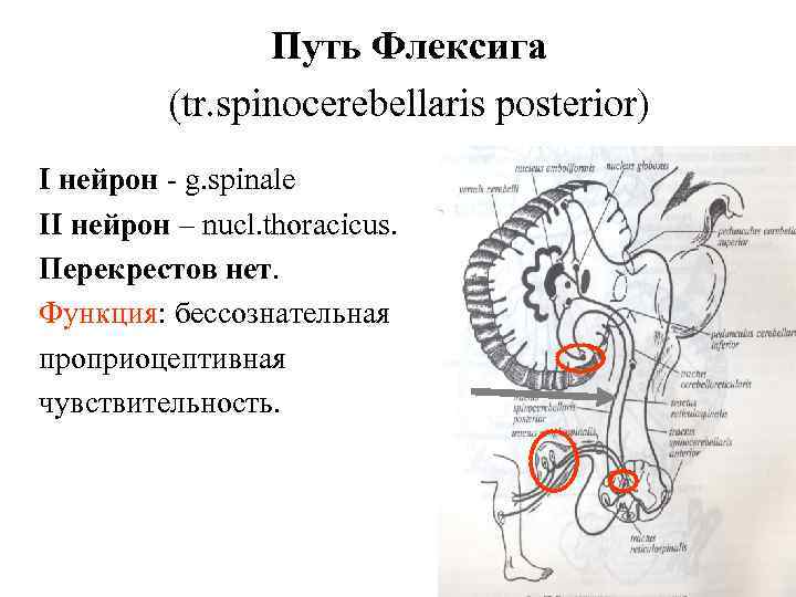 Путь Флексига (tr. spinocerebellaris posterior) I нейрон - g. spinale II нейрон – nucl.